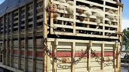 Rubrik_Tierschutz-Transporte_c.Pixabay